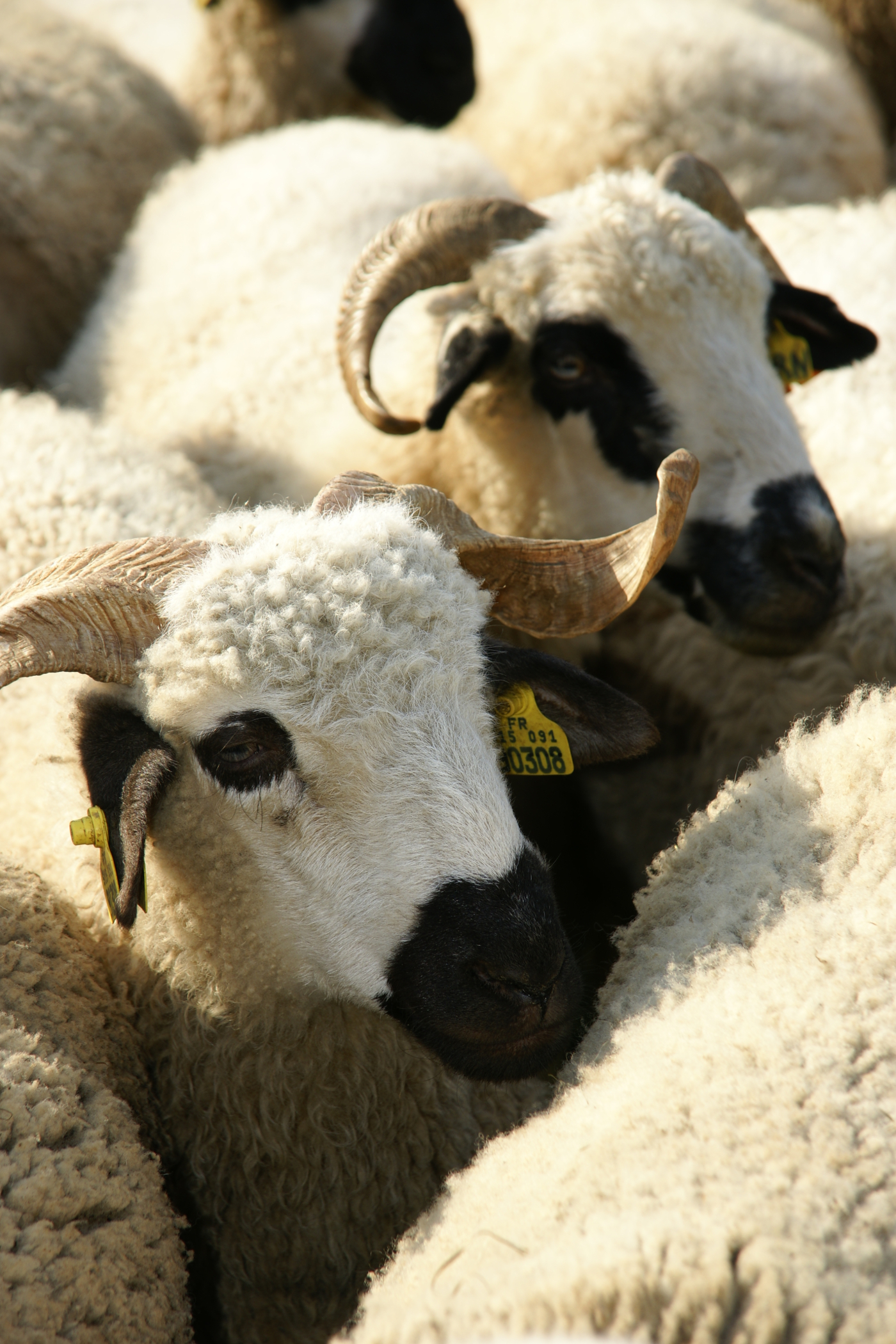 Foire aux moutons de Servoz